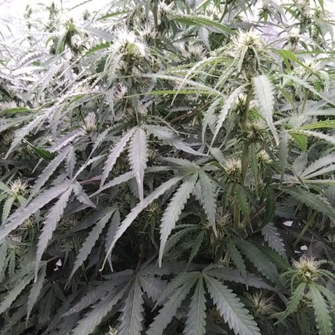 Autopot #1 - MABB growlog timeline photo