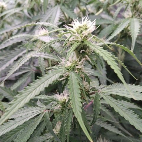 Autopot #1 - MABB growlog timeline photo
