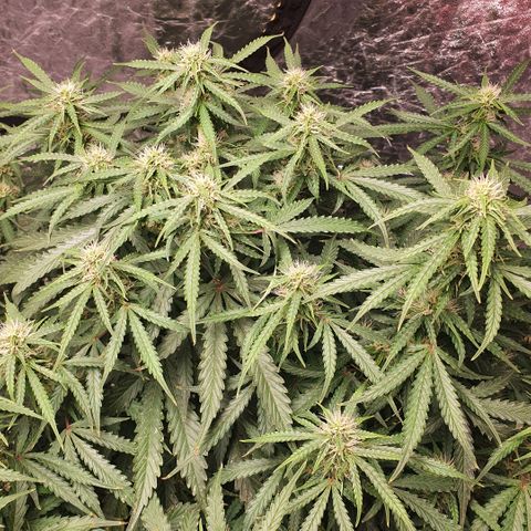 Autopot #1 - MABB growlog timeline photo