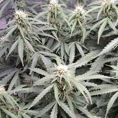 Autopot #1 - MABB growlog timeline photo