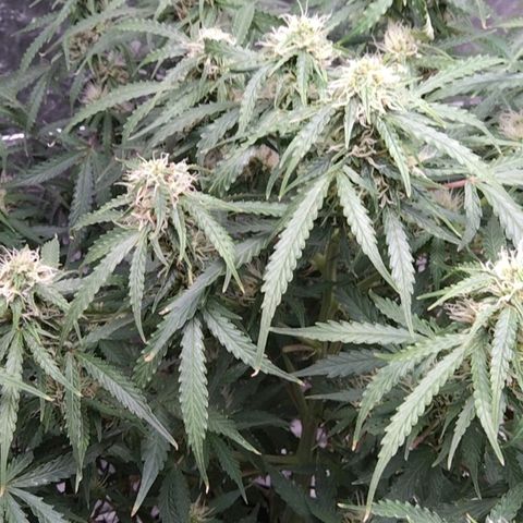 Autopot #1 - MABB growlog timeline photo