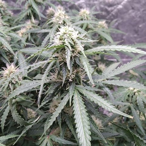 Autopot #1 - MABB growlog timeline photo