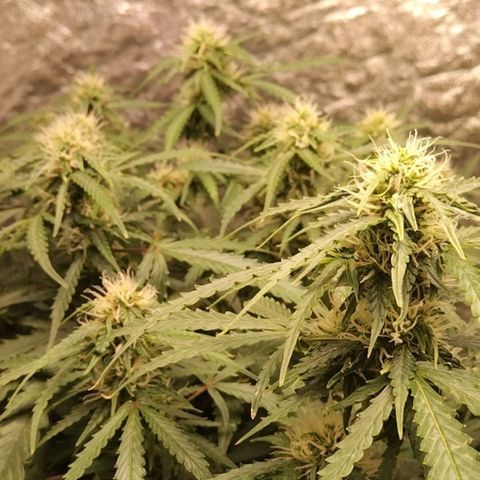 Autopot #1 - MABB growlog timeline photo