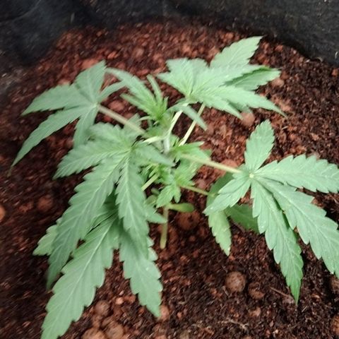 Autopot #2 - VIPMA growlog timeline photo