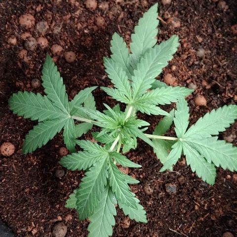 Autopot #2 - VIPMA growlog timeline photo