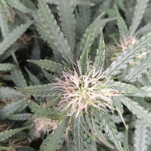 Autopot #1 - MABB growlog timeline photo