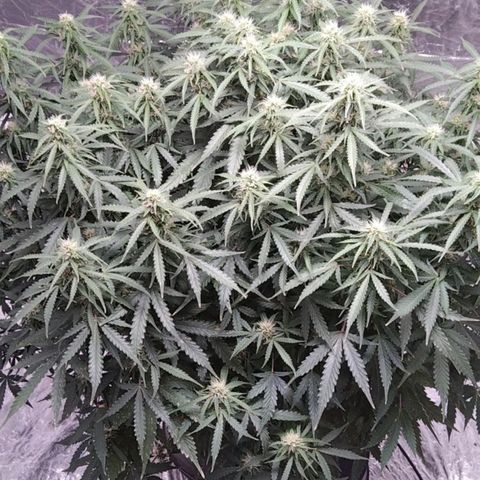 Autopot #1 - MABB growlog timeline photo