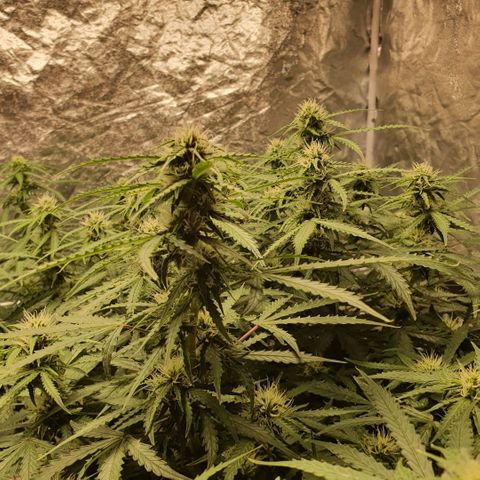 Autopot #1 - MABB growlog timeline photo