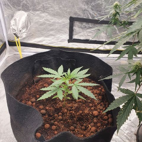 Autopot #2 - VIPMA growlog timeline photo