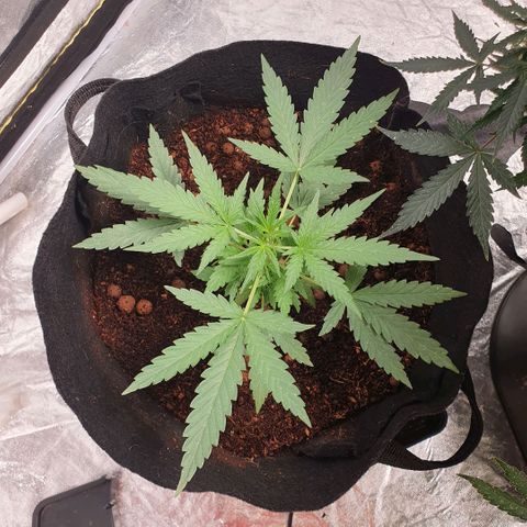 Autopot #2 - VIPMA growlog timeline photo