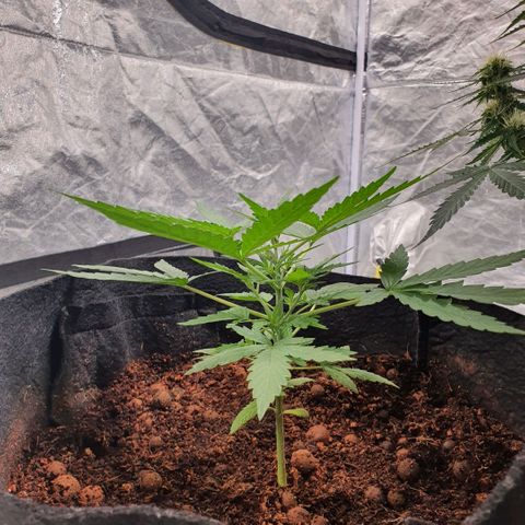 Autopot #2 - VIPMA growlog timeline photo