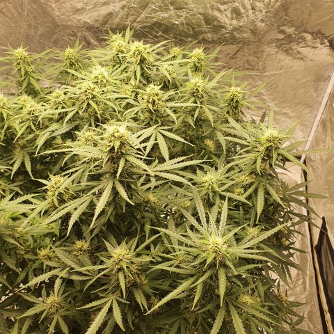 Autopot #1 - MABB growlog timeline photo