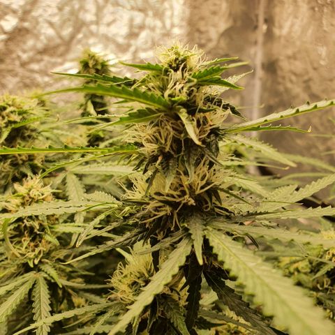Autopot #1 - MABB growlog timeline photo