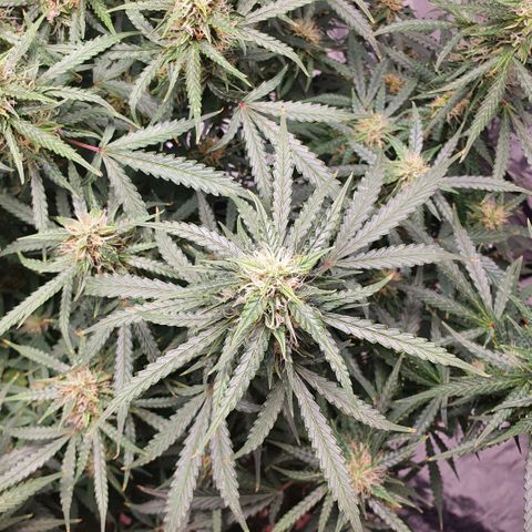 Autopot #1 - MABB growlog timeline photo