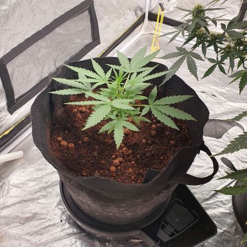 Autopot #2 - VIPMA growlog timeline photo