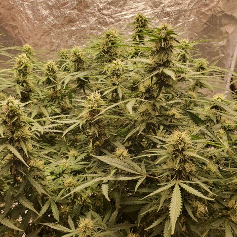 Autopot #1 - MABB growlog timeline photo