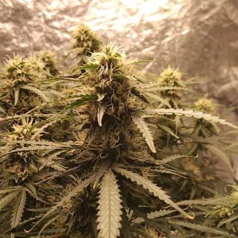 Autopot #1 - MABB growlog timeline photo