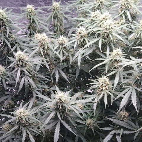 Autopot #1 - MABB growlog timeline photo