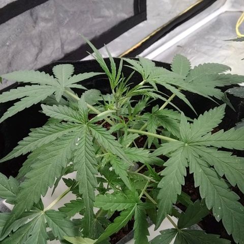 Autopot #2 - VIPMA growlog timeline photo