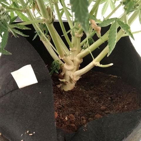 Autopot #1 - MABB growlog timeline photo