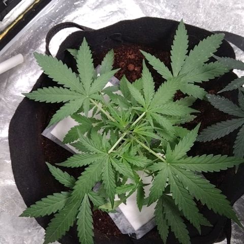 Autopot #2 - VIPMA growlog timeline photo