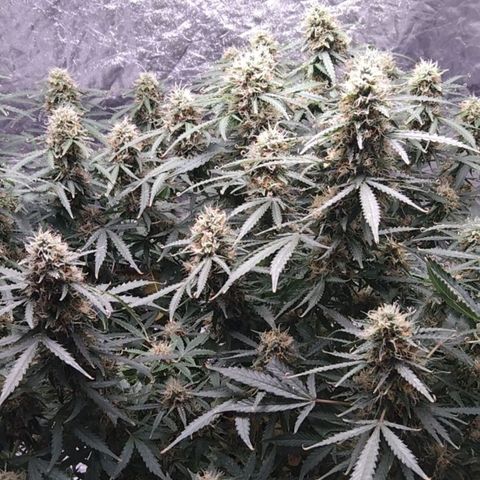 Autopot #1 - MABB growlog timeline photo