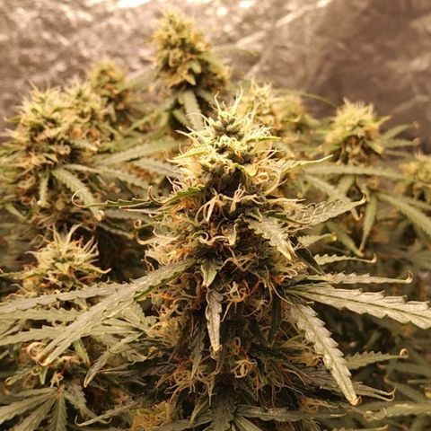 Autopot #1 - MABB growlog timeline photo