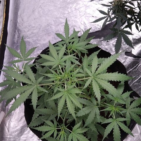 Autopot #2 - VIPMA growlog timeline photo
