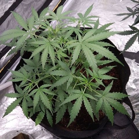Autopot #2 - VIPMA growlog timeline photo