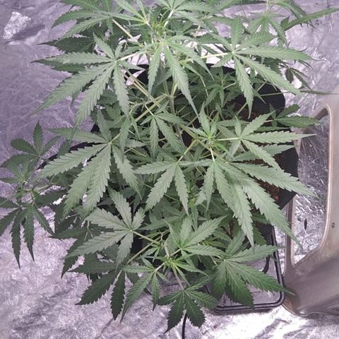 Autopot #2 - VIPMA growlog timeline photo
