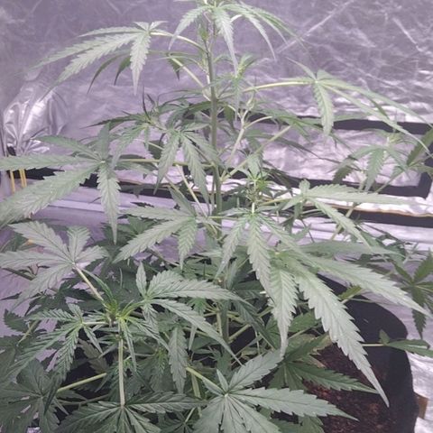 Autopot #2 - VIPMA growlog timeline photo