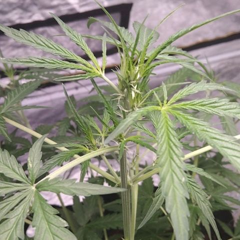 Autopot #2 - VIPMA growlog timeline photo