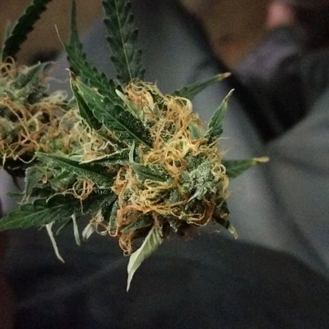Autopot #1 - MABB growlog timeline photo