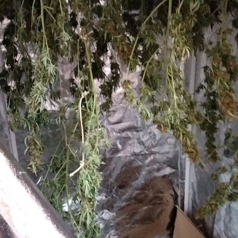 Autopot #1 - MABB growlog timeline photo