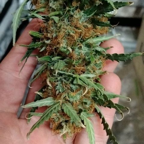 Autopot #1 - MABB growlog timeline photo