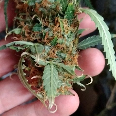 Autopot #1 - MABB growlog timeline photo