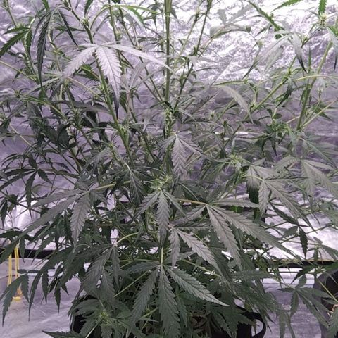 Autopot #2 - VIPMA growlog timeline photo