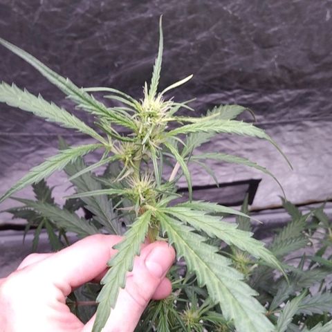 Autopot #2 - VIPMA growlog timeline photo
