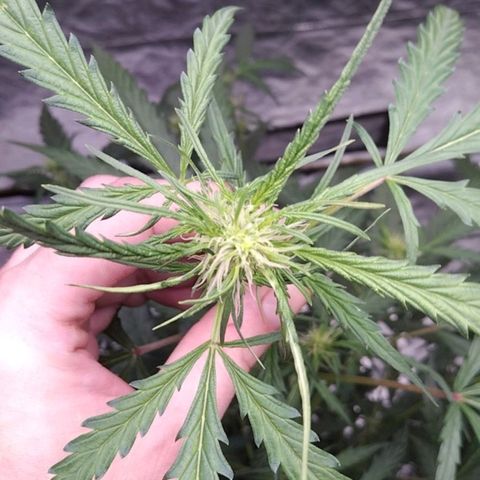 Autopot #2 - VIPMA growlog timeline photo