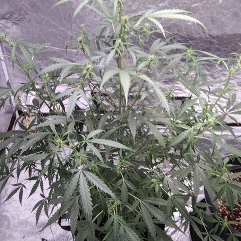 Autopot #2 - VIPMA growlog timeline photo