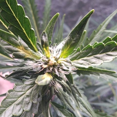 Autopot #2 - VIPMA growlog timeline photo