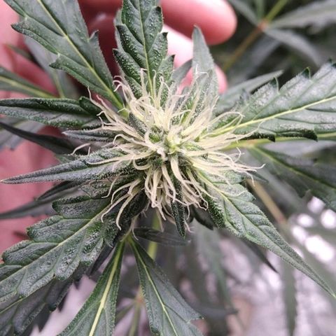 Autopot #2 - VIPMA growlog timeline photo