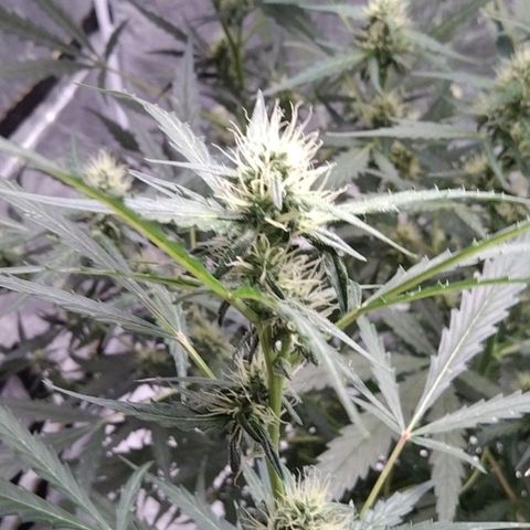 Autopot #2 - VIPMA growlog timeline photo