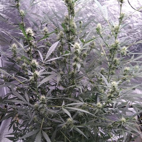 Autopot #2 - VIPMA growlog timeline photo
