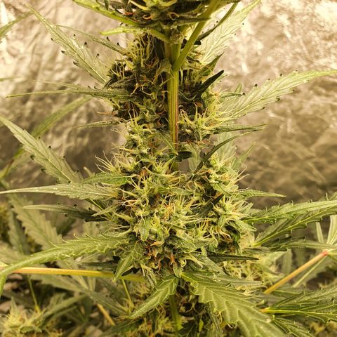 Autopot #2 - VIPMA growlog timeline photo
