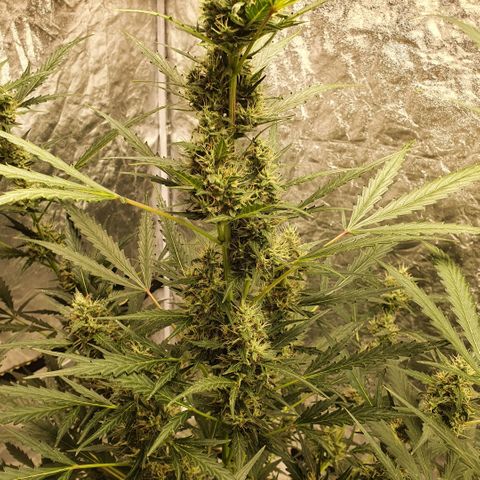 Autopot #2 - VIPMA growlog timeline photo