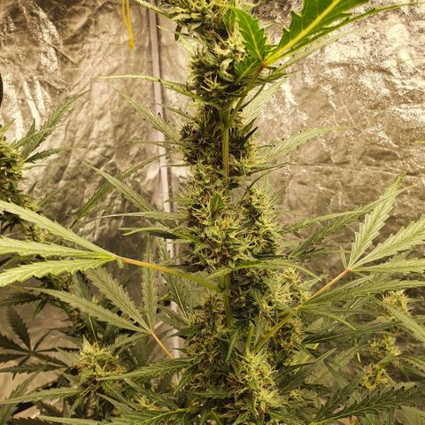 Autopot #2 - VIPMA growlog timeline photo
