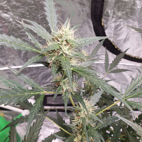 Autopot #2 - VIPMA growlog timeline photo