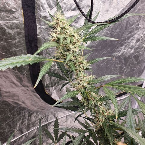 Autopot #2 - VIPMA growlog timeline photo