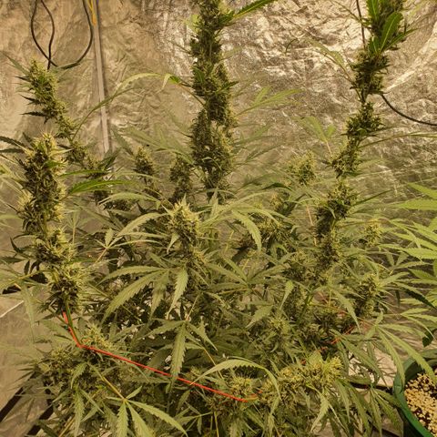 Autopot #2 - VIPMA growlog timeline photo